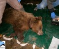 Απομάκρυναν την αρκούδα από εκτροφείο θηραμάτων στα Γρεβενά